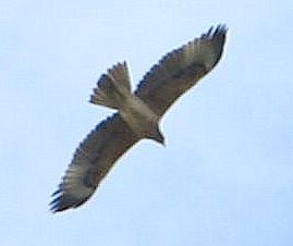 aquila minore